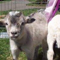 petting-zoos-carbone. Best Party Rentals in DC.